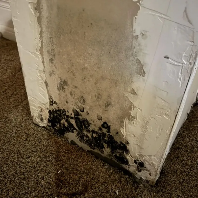 Professional Mold Removal in Harrison, TN